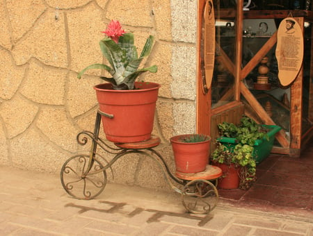 bromelia - pot, street, beautiful, bicycle, bromelia, flowers shop, flower