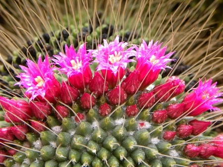 cactus flowers - flowers, beautiful, red, cactus