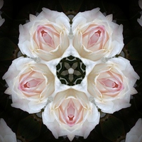 Bridal Circle of Pale Pink Roses