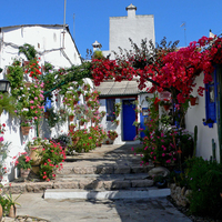 beautiful flowers street