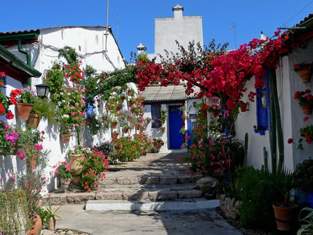 beautiful flowers street - street, white houses, beautiful, red, potflowers, blue dors