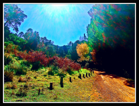 Summer Time - trees, summer, beautiful, blue sky, sunshine, grass, greens, colours, country road