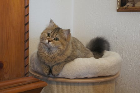 my fevre corner - pillow, corner, brown longhair, cat, chear, beautiful, room