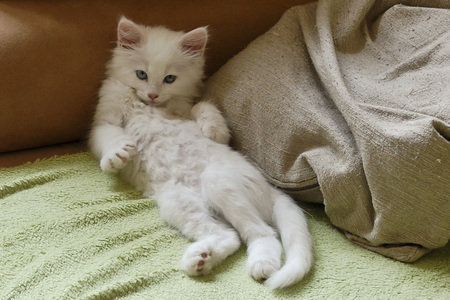 Just Kicking Back - white, relaxing, cat, kicking back