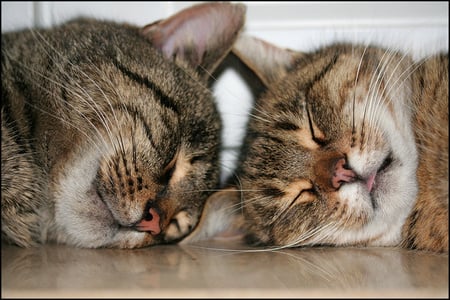 psssssssst......we are sleeping... - sleeping, closeup, brown tiger, 2 cats, cute