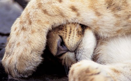 Sweet sleeping lion - funny, sleepy, little lion, lion, sweet, wild, animals