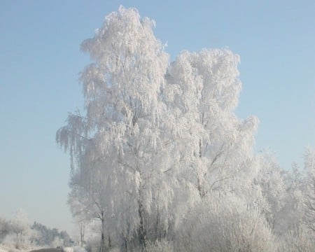 The Winter - tree, winter, nature, ice