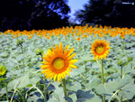 Sunflower field