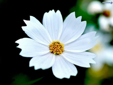 White flower - white, flower, nature, petal