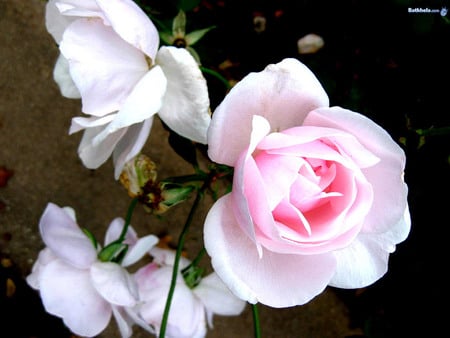 Pretty rose - bouquet, flower, nature, rose