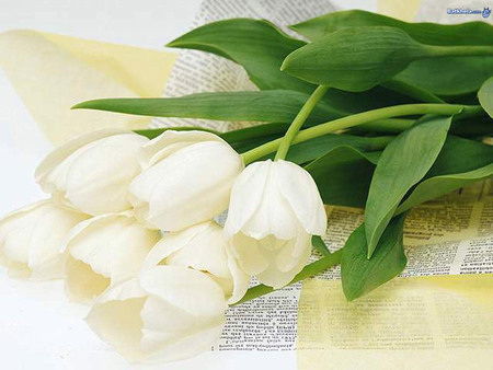 Valentines tulips - white, love, tulip, valentines