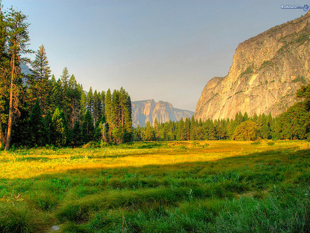 Fields - landscape, tree, nature, mountain, grass