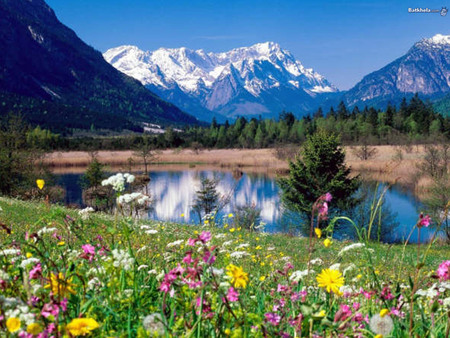 Flowers side lake - lake, flower, landscape, tree, nature, mountain, grass