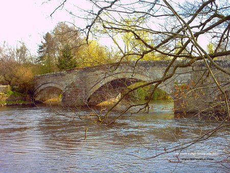 Bridge - nature, tree, bridge, river