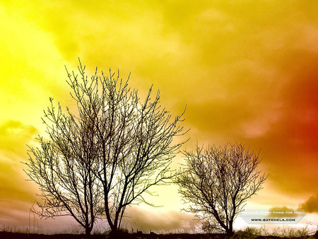 Sunset tree - sky, tree, nature, sunset