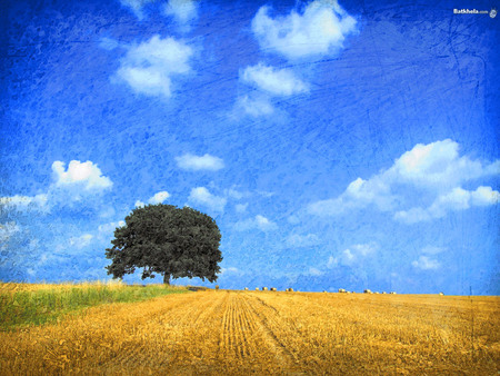 Tree at yellow field - sky, hay, tree, nature, grass