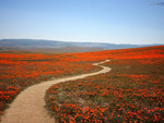 Red flower field