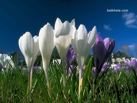 Tulips - white, tulip, flower, purple