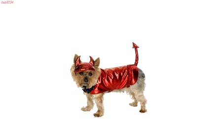 devil dog - evil, funny, cute, animals, puppy, shiny, terrier, satin, yorkshire, devil, cloths, dog