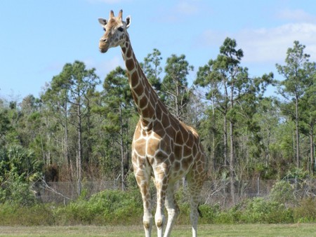 Camelopardalis - big, animal, camelopardalis, trees, nature, giraffe, tall