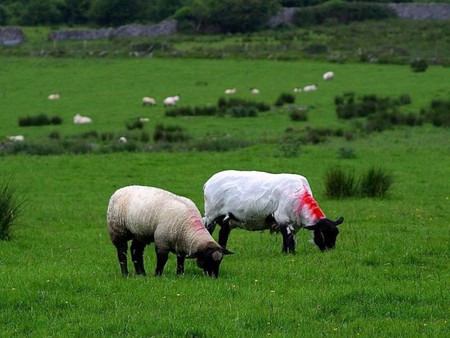 Sheep field - eating, animal, sheep, field, photo, nature, grass