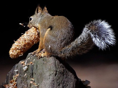 Squirrel eating pinecone - eating, tail, animal, squirrel, photo, tree, pinecone, nature