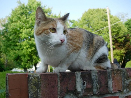 Stray life - animal, photo, stray, cat, wall, life