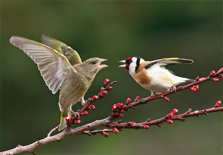 Political-debate - bird, birds, nature, wings, colors, closeup, animals