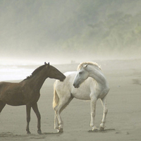 horses on the beach