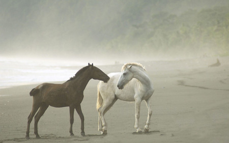 horses on the beach - pretty, horses, beach, animals