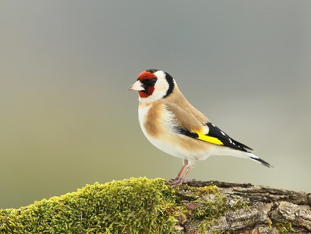 Goldfinch spy - bird, nature, small, colors, closeup, animals