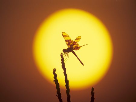 dragonfly in the sun - pretty, bug, sun, dragonfly