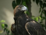 Golden Eagle