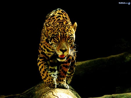 Leopard - leopard, animal, feline, mammal, wildlife