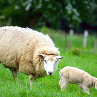 Mother and son sheeps