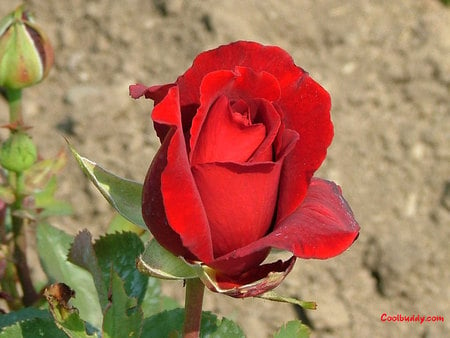 Valentines rose - red, friendship, holiday, rose, love, valentines