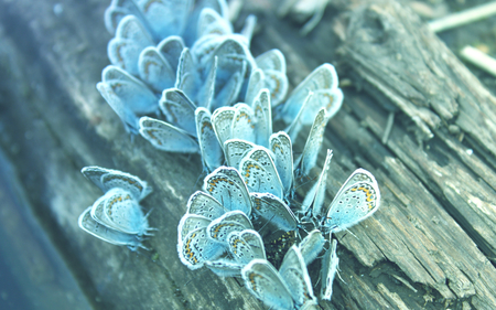 Perpetual Blue - trunk, tree, blue, butterflies