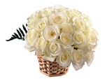 White valentines day roses * For CarmenBonilla