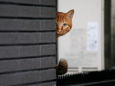 Peek A Boo! - behind, hiding, cat, wall