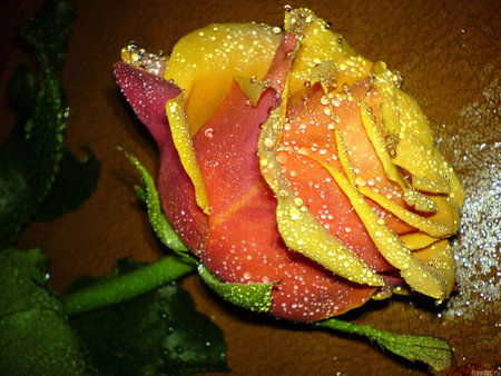 Yellow rose - rose, flower, yellow, nature