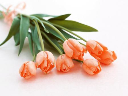 Pretty tulips - apricot, nature, flower, bouquet, tulip