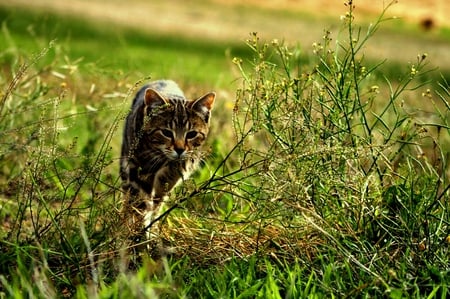 Running Away - cute, animals, beautiful, cat, running, grass, cats, nature, green