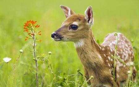 Deer - nature, beautiful, animals, green, flowers, grass, deer