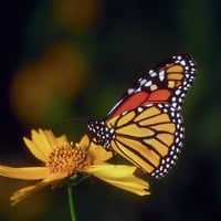 BUTTERFLY ON A FLOWER