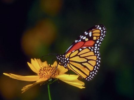 BUTTERFLY ON A FLOWER - nature, butterfly, flower, bug, art, animals