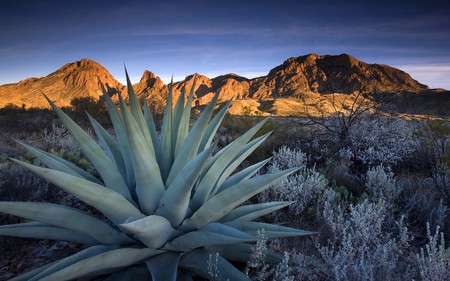 The Deserts - hill, nature, deserts, plants, grass, mountains, rocks, sky