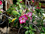 Unknown Flower At Bora Bora