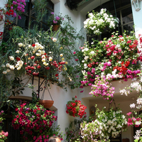 Patio de Flores