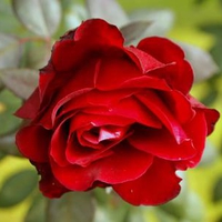 Red Rose