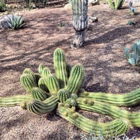 Botanical Garden Cactus